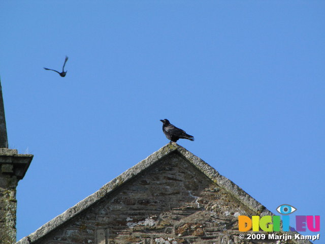 SX02403 Rook [Corvus Frugilegus] on church roof